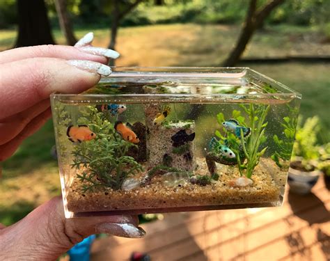 圓形魚缸造景|7分鐘學會小缸無痛造景 HOW TO make a mini fish tank